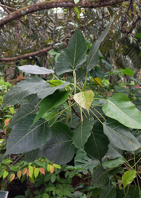 Botanical Significance and Conservation of the Mahabodhi Tree