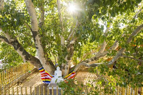 The Historical Significance of the Mahabodhi Tree