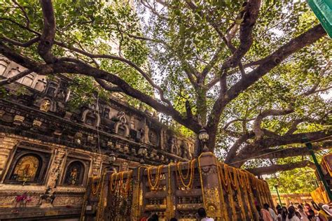 Digital Presence and Virtual Pilgrimage to the Mahabodhi Tree