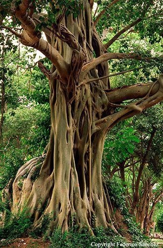 Mahabodhi Tree