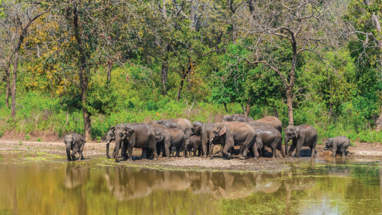 Rajaji National Park