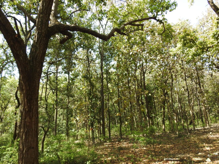 Sal Forest Dehradun