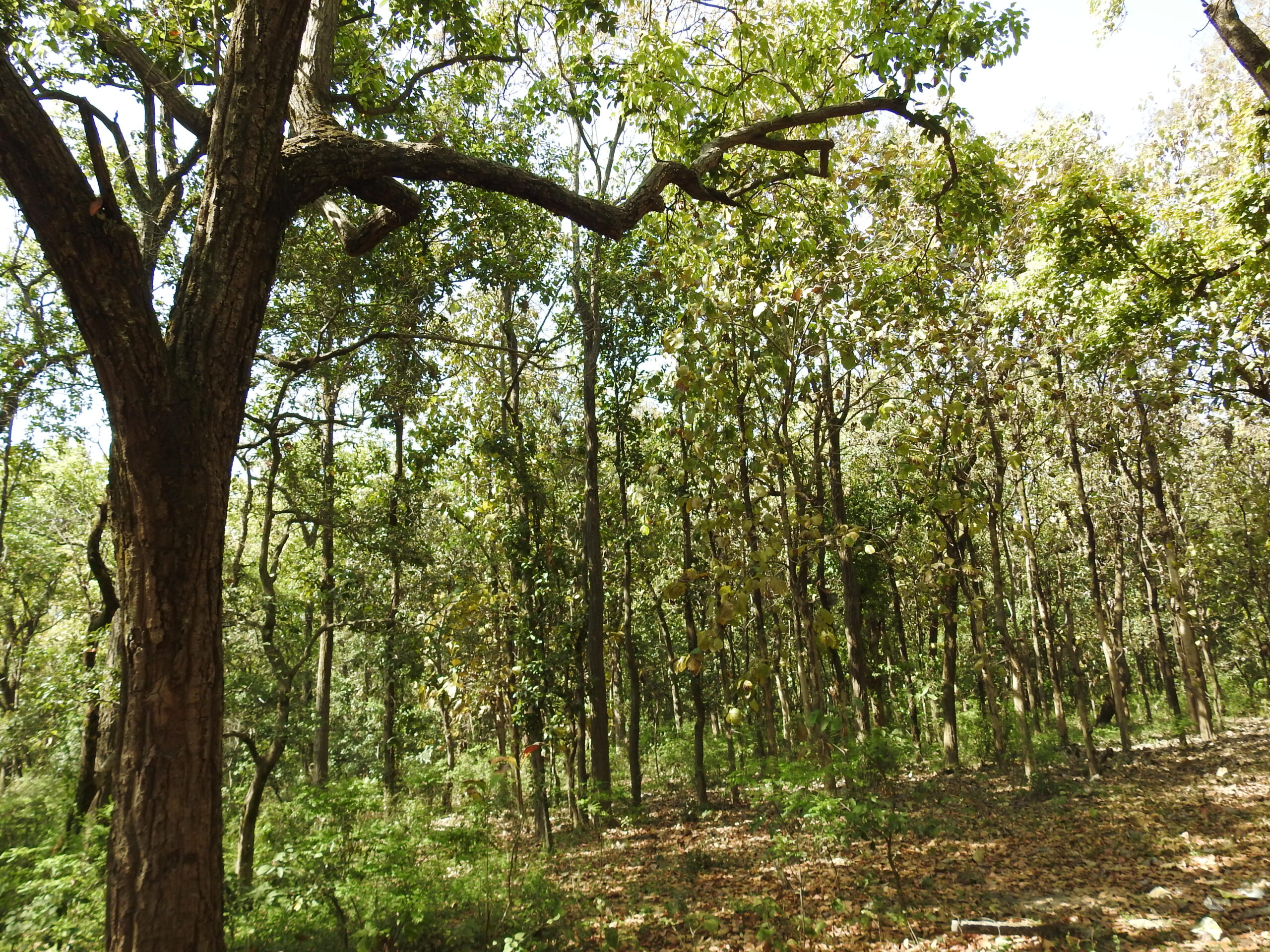 Sal Forest Dehradun