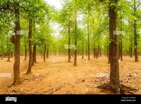 Ecology of Sal Forests