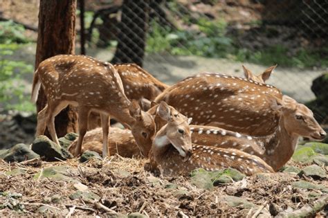 Deer species at Dehradun Zoo