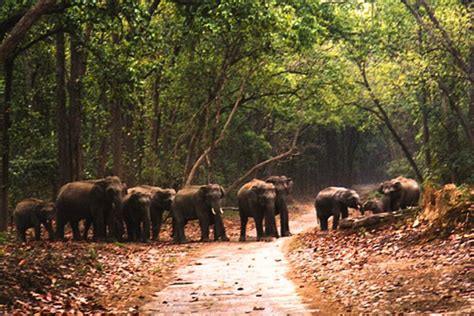 Rajaji National Park: Wildlife Encounters