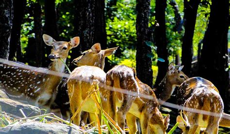 Malsi Deer Park