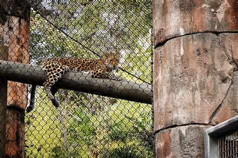 Leopard exhibit at Dehradun Zoo