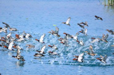 Birdwatching at Lachhiwala